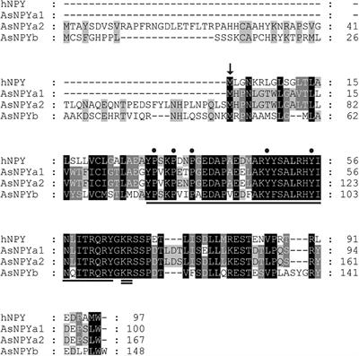 Regional Expression of npy mRNA Paralogs in the Brain of Atlantic Salmon (Salmo salar, L.) and Response to Fasting
